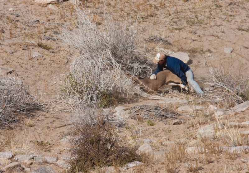 Radio Collaring A Siberian Ibex